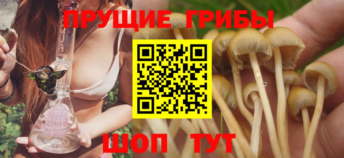 Можга  хочу   Вход с VPN  Псилоцибиновые грибы Psilocybe 